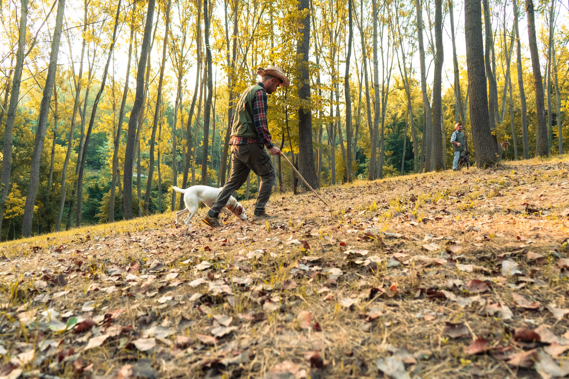 Un uomo con cappello e gilet cammina in un bosco autunnale con un cane bianco, tenendo un bastone, mentre un'altra persona si intravede sullo sfondo.